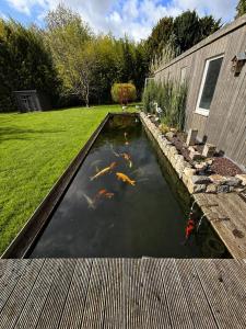 ein Teich mit Drachen darin neben einem Gebäude in der Unterkunft Lavan in Löwen