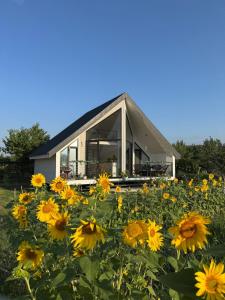 a field of sunflowers in front of a house at Yellow House Natakhtari in Mtskheta