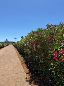a row of bushes with red flowers and a sidewalk at Finca Sara Christiana in Campos