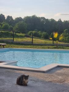 a cat sitting next to a swimming pool at Vikendica BeeLux in Banja Luka