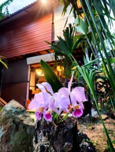 a group of pink flowers sitting on top of a tree stump at Glamping villeta campo heliconias in Villeta
