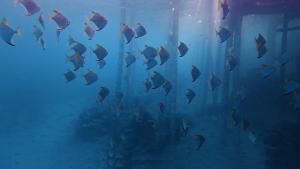 a group of fish in a tank in an aquarium at Fadhila Cottages Togean Dive Resort in Katupa