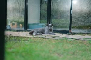 a gray cat laying on the ground next to a window at Bhumi Nawasena in Semalen