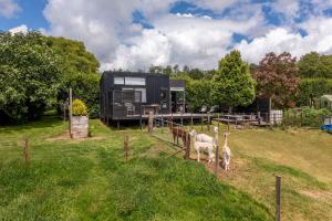 a couple of sheep standing in a field next to a house at Fig Cottage in New Plymouth