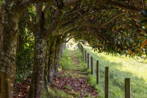 a row of trees next to a fence at Fig Cottage in New Plymouth