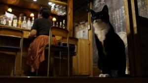 a black and white cat sitting in a bar at きよかわゲストハウス in Okutama