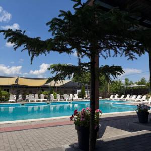 a tree in a pot next to a swimming pool at Хутір Hall in Radisne +4 photos