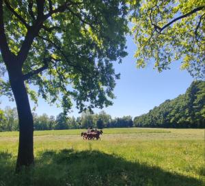 a group of people riding horses in a field at Pop Up Village in Villasanta