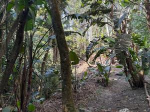 a path in a forest with green plants at Kholiwe 1 - 4 sleeper glamping in a forest in Port Edward +2 photos