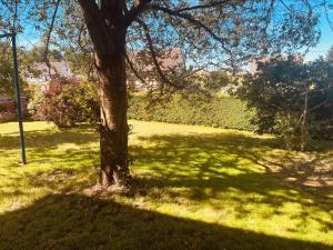 a tree in the middle of a grass field at Auszeit im Chursbachtal in Callenberg