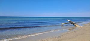 a tree branch sticking out of the sand on the beach at Salento mare in Casalabate