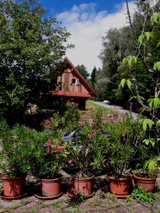 a group of potted plants in front of a house at Sonnenalm in Oberhaag