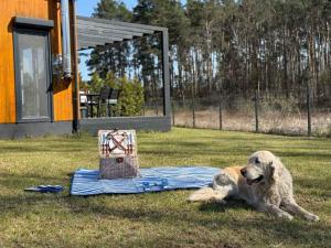 a dog laying on the grass next to a blanket at Rajsco - domek nad Jeziorem Budzisławskim in Tręby Stare