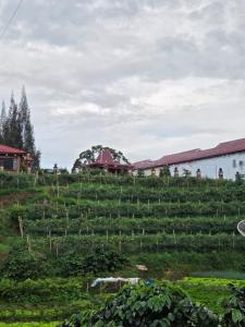 a field of vines with buildings in the background at Villa Raisya Berastagi in Berastagi