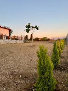a row of christmas trees in a yard at Villa Alonia House in Kallithéa +4 photos