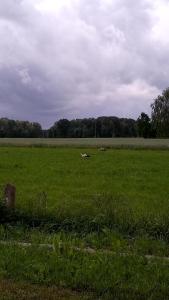 a field with two animals grazing in the grass at Agroturystyka Ranczo u Oli in Krynki Białokunki