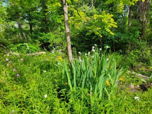 a garden with white flowers and a tree at Wine and roses farm house in Waymart
