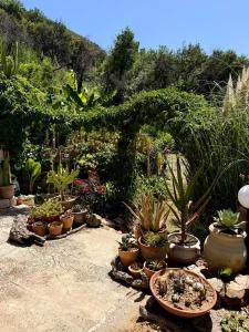 a bunch of potted plants in a garden at Cefalù Forest Hideout in Cefalù