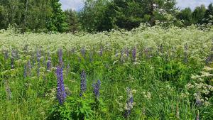 a field of purple flowers in a field of grass at Ežerėlių sodyba in Ažuluokesa +3 photos