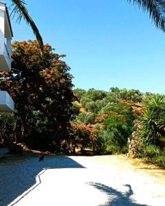 a road leading to a house with trees and flowers at Irini Studios in Plomari