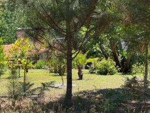 a tree in the middle of a grass field at Paraíso das Flores in Pataias +4 photos
