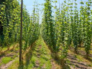 a row of corn plants in a field at The Challoners in Robertsbridge +44 photos