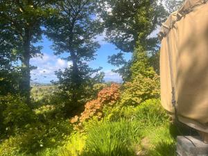 a view of a garden with trees and grass at Adorable Yurt Glamping Bantry in Bantry