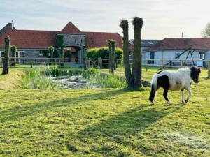 a horse walking in a field in front of a house at Authentic rural square farm in Poperinge