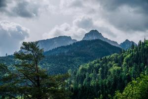 a view of a mountain with trees and mountains at Domki Tymianek & Melisa in Kościelisko