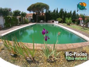 a swimming pool in a yard with purple flowers at Chalets en Sancti Petri in Novo Sancti Petri
