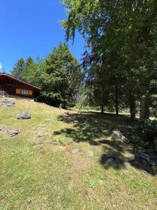 a tree in a field with a building and trees at Baita immersa nel verde in Salabertano +17 photos