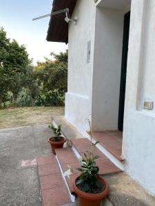 two potted plants on a porch of a house at Medlar apartments in Zambrone