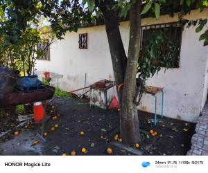 a tree with oranges on the ground next to a building at Narraverrete family in Chillán