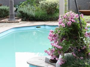 a bunch of flowers sitting next to a swimming pool at 12 On York Guesthouse in Bloemfontein