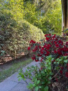 a bush of red flowers next to a sidewalk at Ruhiges Ferienhaus direkt am Wald in Hechthausen