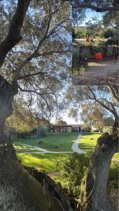 three pictures of a tree and a house at Agriturismo nuraghe Putzu Canu in Perfugas