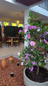 a bonsai tree with purple flowers in a room at Pousada Casa de Salim in Lençóis