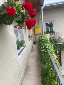 a corridor with red flowers on the side of a building at Old Town View 2 in Rzeszów