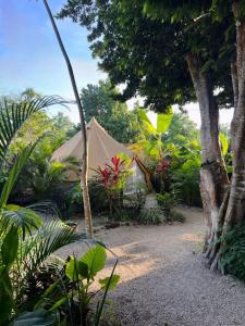a tent in the middle of a garden with trees at Shamalay - Nomad Experience in Bacalar