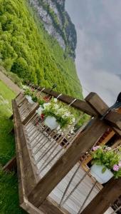 a row of potted plants on a wooden table at Balic Inn in Gusinje