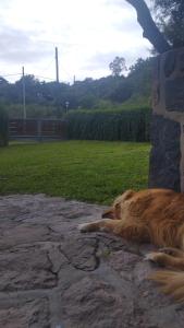 a dog laying on the ground next to a stone wall at Chalet del Rio in Cuesta Blanca