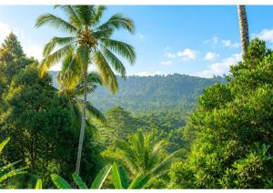 a view of a jungle with palm trees and mountains at Adyara Homestay in Sidemen