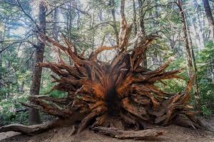 a large uprooted tree in the middle of a forest at Cabaña Laguna Huemul in Pinto