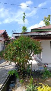 a small tree in front of a house at Yus homestay in Bukittinggi