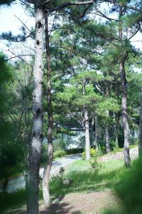 a group of trees in a park with a road at Gia An Hotel Dalat in Da Lat +77 photos