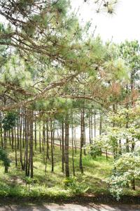 a group of pine trees in a field at Gia An Hotel Dalat in Da Lat
