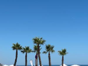a row of palm trees on the beach at Résidence CAP HORN ,13 ter Avenue des Élysées in Valras-Plage