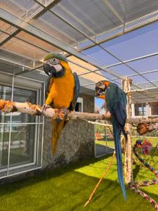 two parrots sitting on a branch in a cage at Domki Piaskowa11 Palm Resort & Wellness - Basen, Jacuzzi, Balia, Sauna, Egzotyczne Papugi Ara in Łeba