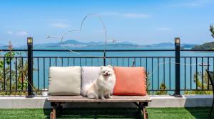 a white dog sitting on a bench next to pillows at Yeosu Bokja Spa Pension in Yeosu +1 photo