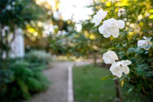un cespuglio di fiori bianchi accanto a un vialetto di Princes Lodge Guesthouse a East London